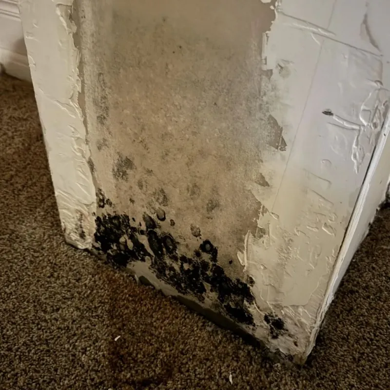 Professional Mold Removal in Clarkston, GA